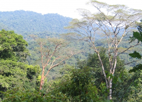 Gabon forest